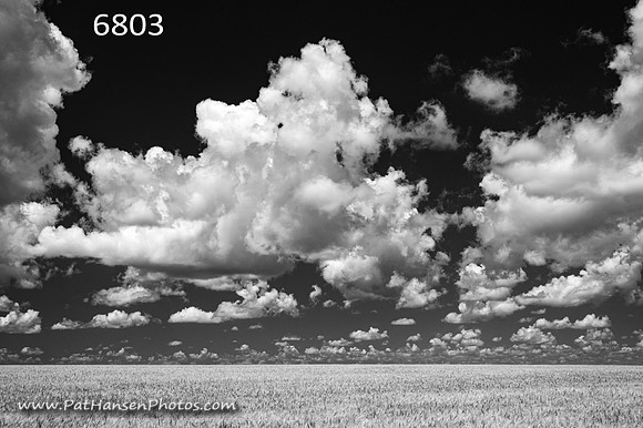 6803 wheat field & clouds low horizon