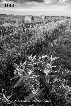 1683 weed & hay bales
