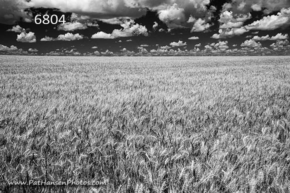 6804 wheat field & clouds high horizon