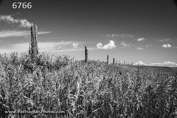 6766 weeds & fence line