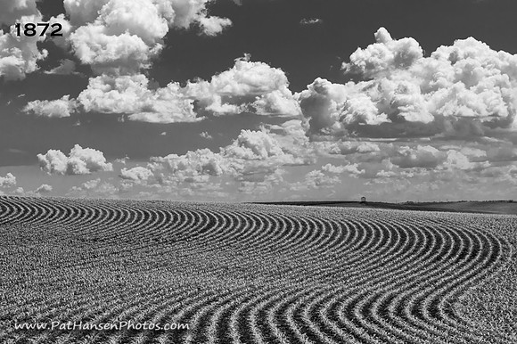 1872 crow row patterns & clouds