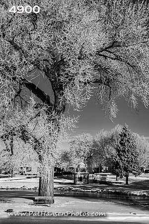 4900 frosty Westside Park #2