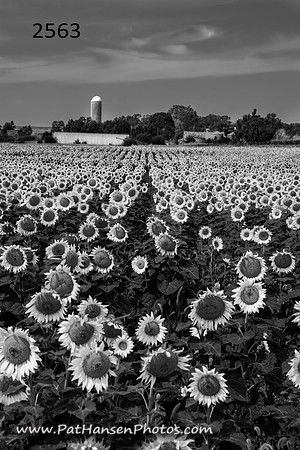 2533 sunflower field & farm V